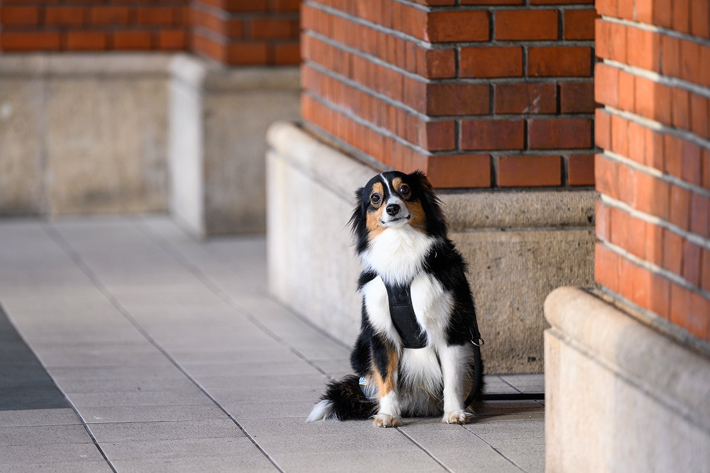 Budapest Info - С собакой в Будапеште: рекомендации для приезжих