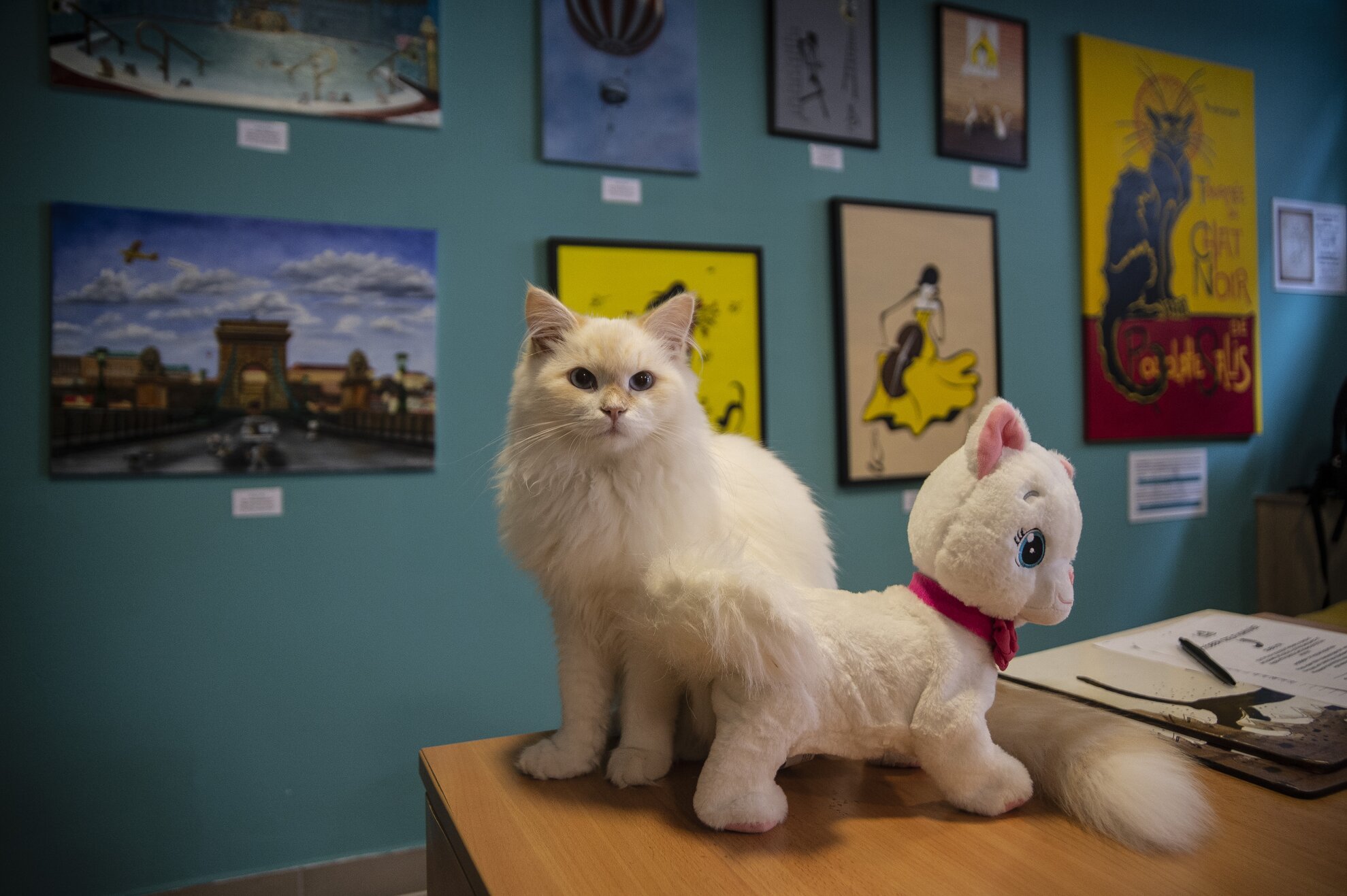 Cat Museum Budapest